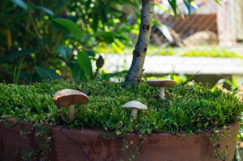 mushrooms macro moss