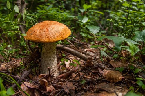mushrooms kozak mushroom