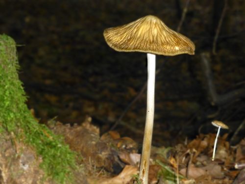 mushrooms lamellar filigree