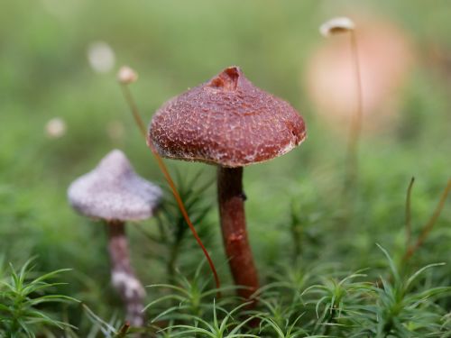 mushrooms forest grass
