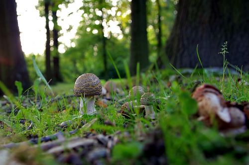 mushrooms forest amanita