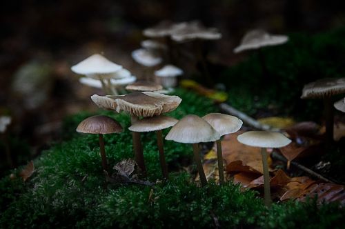 mushrooms forest dark