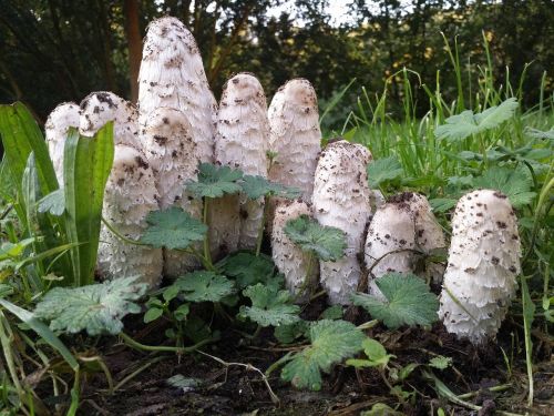 mushrooms morel white