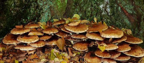 mushrooms autumn autumn forest