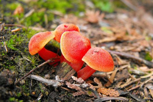 mushrooms orange mushroom fungi