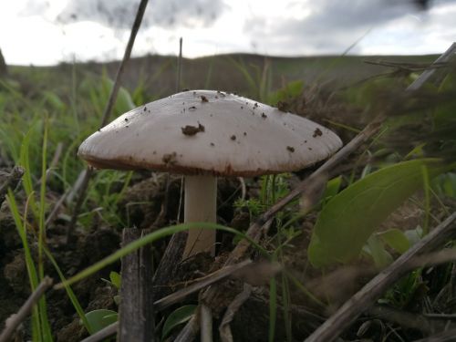 mushrooms nature