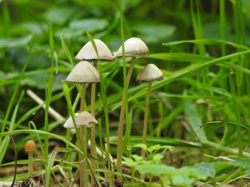 mushrooms grass nature