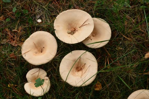 mushrooms fungi forest