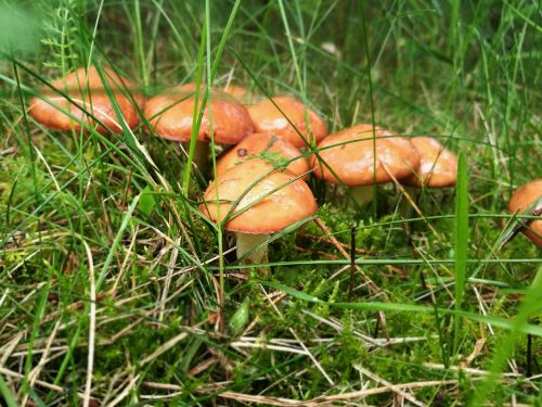 mushrooms boletus forest