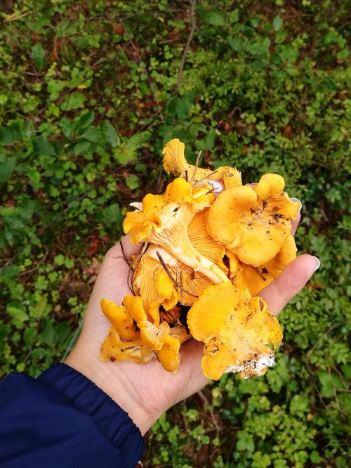 mushrooms chanterelles forest