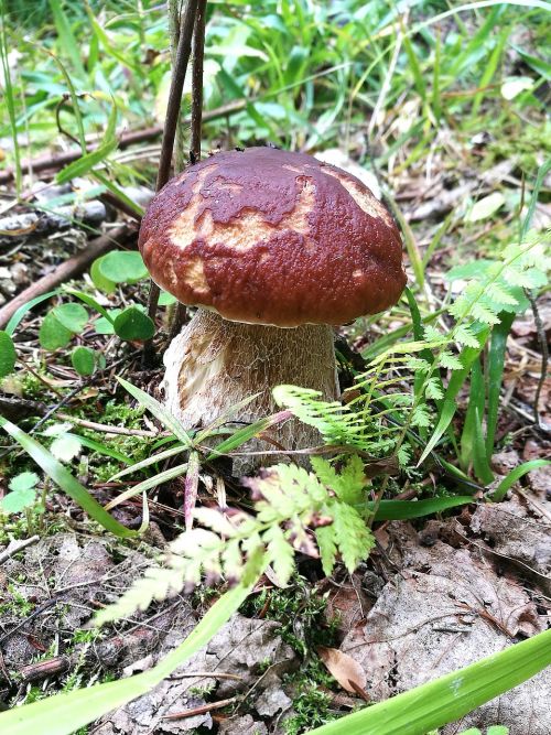 mushrooms boletus forest