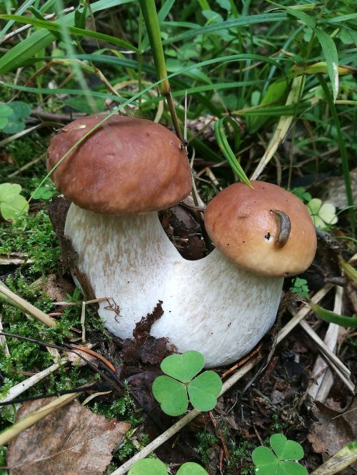 mushrooms boletus forest