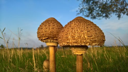 mushrooms nature meadow