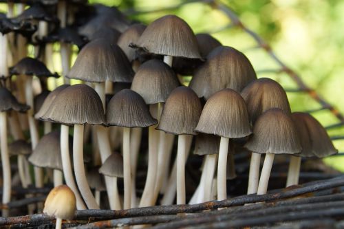 mushrooms nature forest