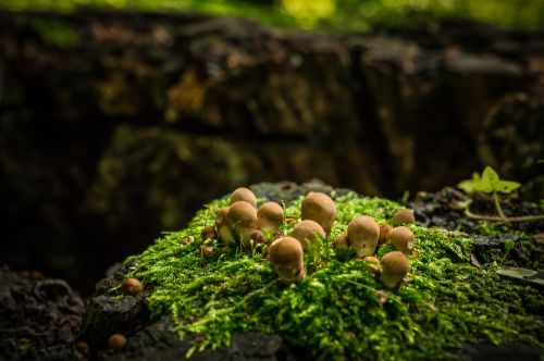 mushrooms autumn tree stump