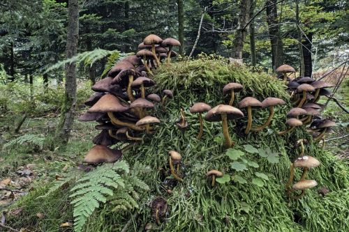 mushrooms mushroom colony nature