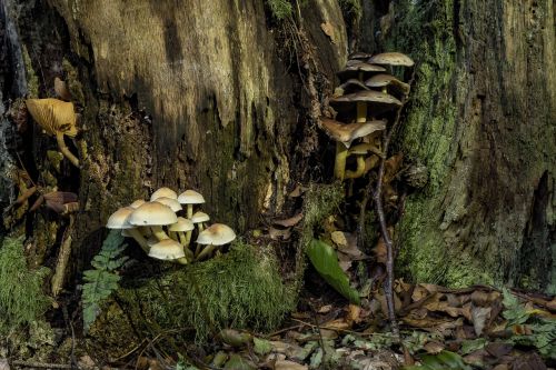 mushrooms mushroom colony nature