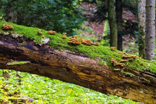 mushrooms wood mushrooms log