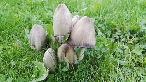 mushrooms meadow autumn