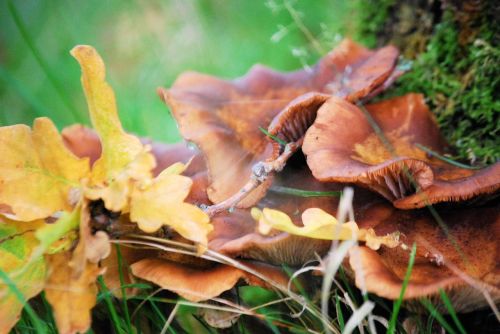 mushrooms autumn