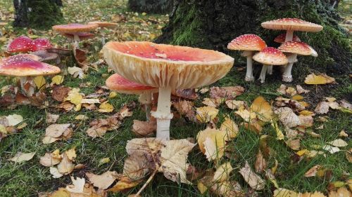 mushrooms matryoshka forest