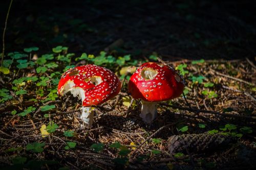 mushrooms toadstools amanita muscaria