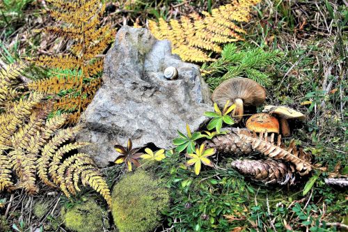 mushrooms forest autumn