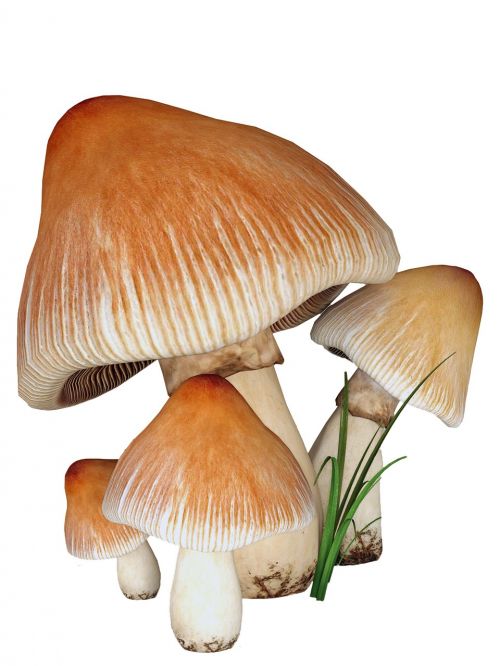 mushrooms fungi isolated