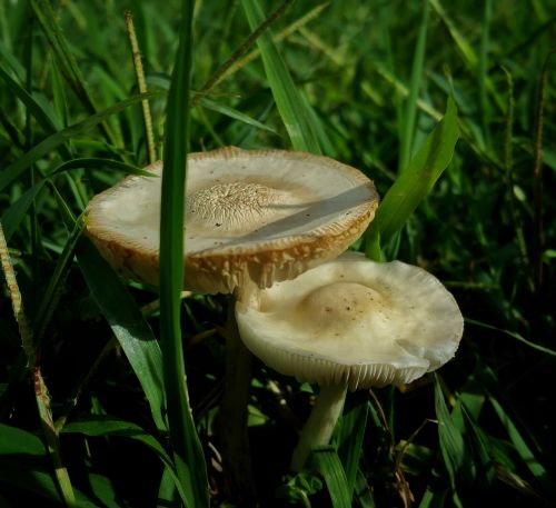 mushrooms fungus summer