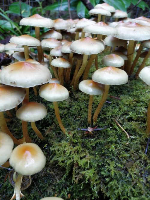mushrooms white soil