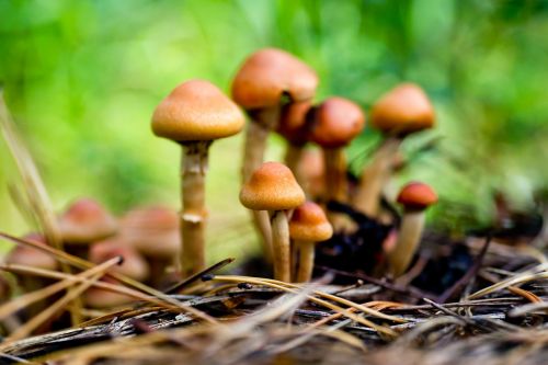 mushrooms autumn nature