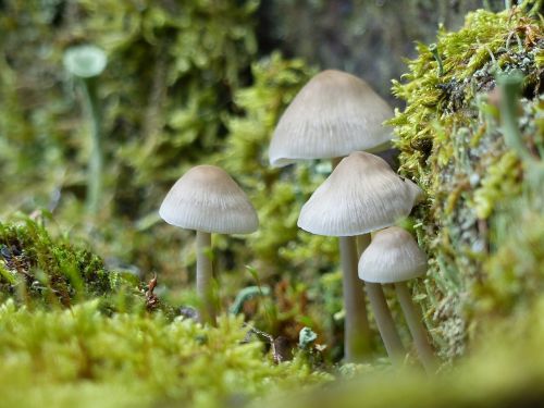 mushrooms small small mushroom
