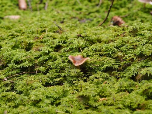 mushrooms forest mushroom