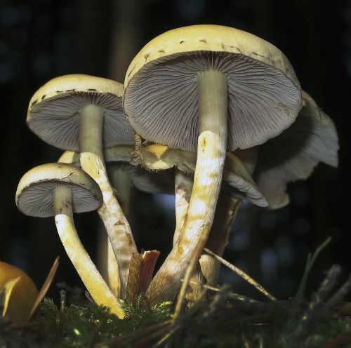 mushrooms lamellar mushroom group