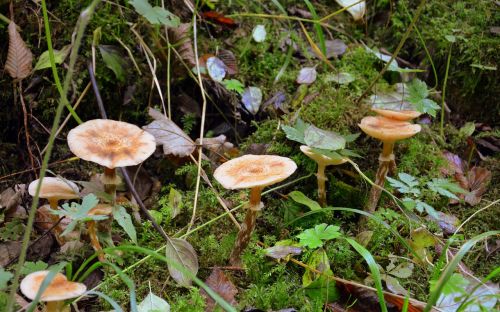 mushrooms nature autumn