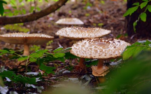 mushrooms leaves prato