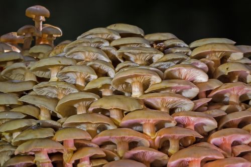 mushrooms mushroom group mushroom collection
