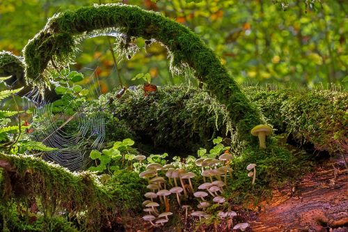 mushrooms moss strunk