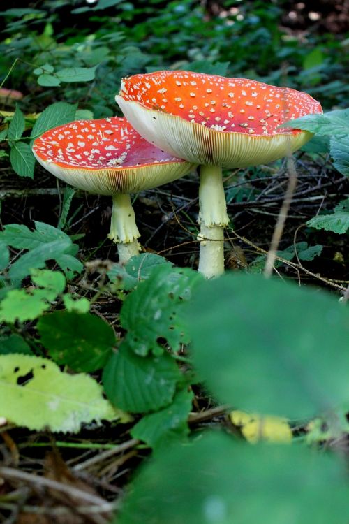 mushrooms toadstools amanita
