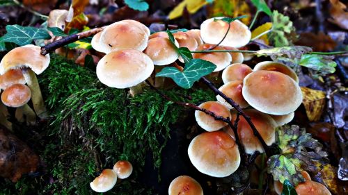 mushrooms trunk snagit