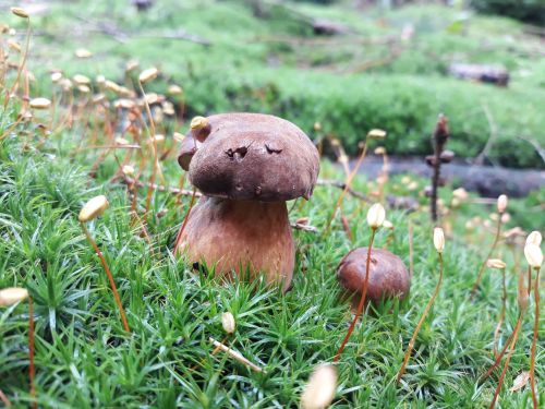 mushrooms moss forest