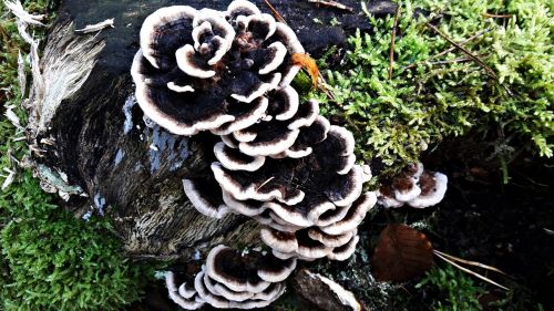 mushrooms trunk plant