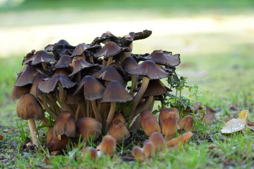 mushrooms autumn forest