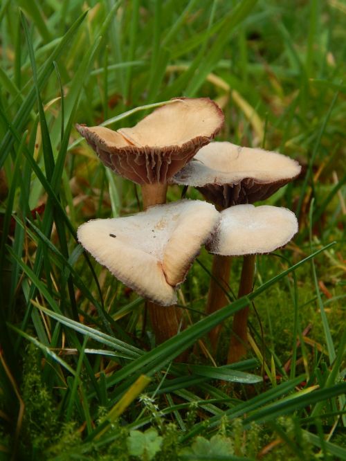 mushrooms autumn grass green