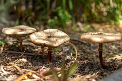 mushrooms gold top mushrooms garden