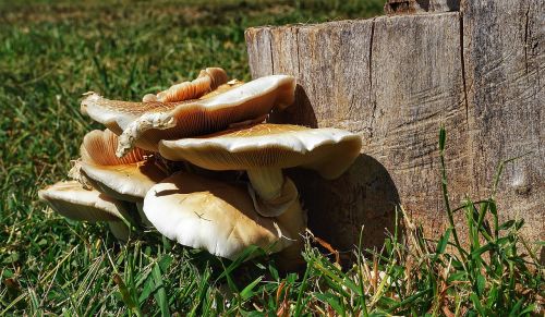 mushrooms wild wood