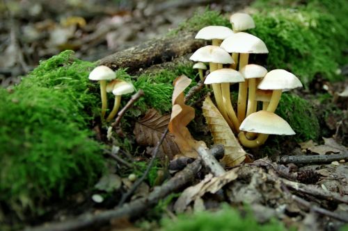 mushrooms opieńki moss