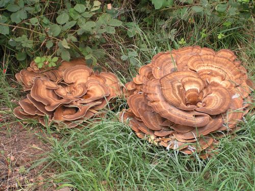 mushrooms autumn netherlands