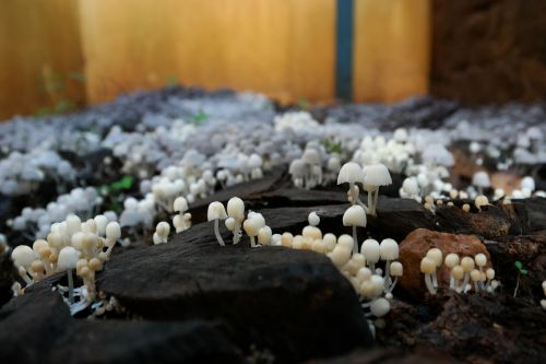 mushrooms earth ground