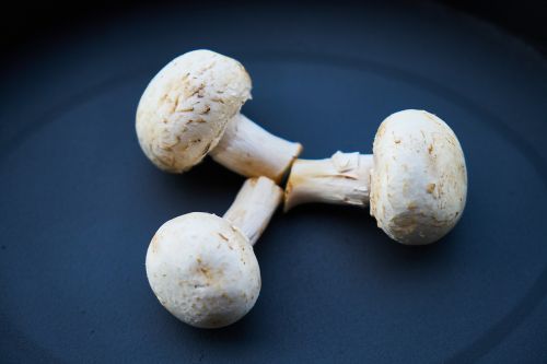 mushrooms mushroom white